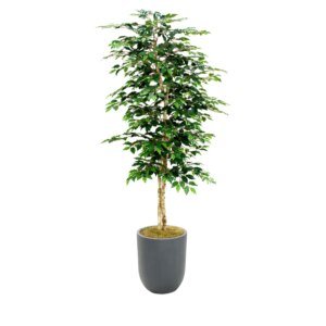 7&apos; Ficus Tree