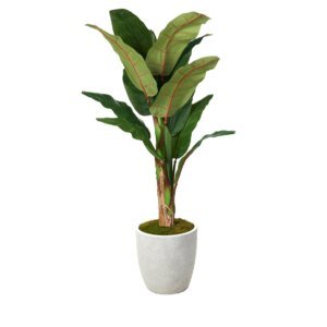 6&apos; Banana Tree