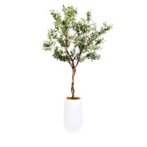 7&apos; Olive Tree