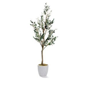 6.5&apos; Olive Tree
