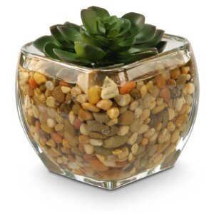 Small Echeveria in Glass Cube