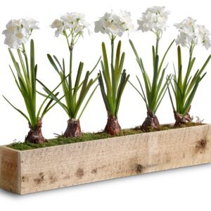 Paper Whites in Rectangle Wooden Planter