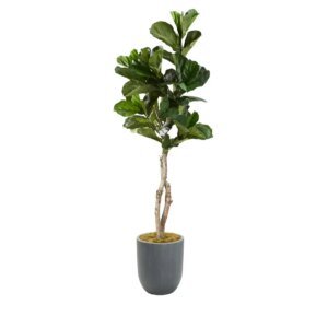 7&apos; Fiddle Leaf Tree