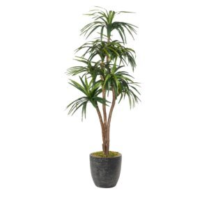7&apos; Dracaena Tree